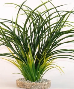 Fan grass 30 cm