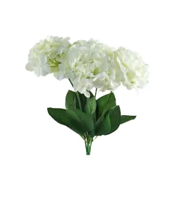 Hortensia Iana