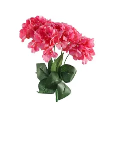 Hortensia Imani